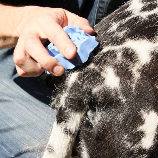 Cepillo de Baño para Perros - Masajeador 2 en 1 Azul - Image 11