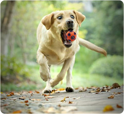 Pelota Interactiva para Perros con Sonido y Campana - Juguete Resistente para Masticar - Image 16