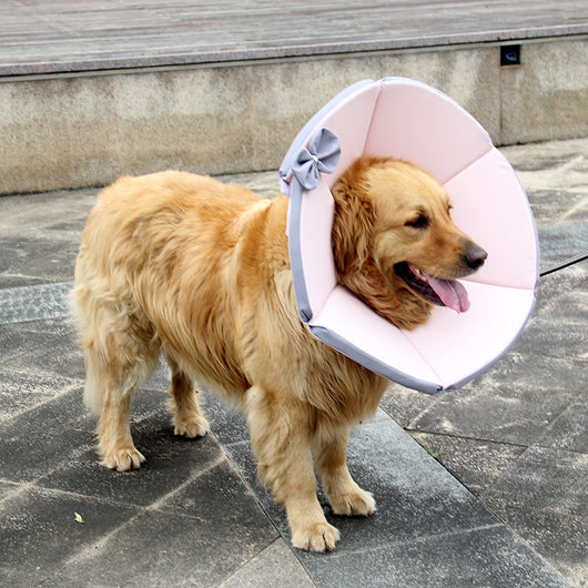Collar de Recuperación para Perros - Image 4