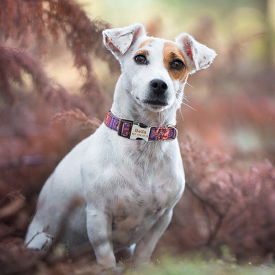 Collar Ajustable para Perro con Placa de Identificación Grabada Personalizada - Image 19