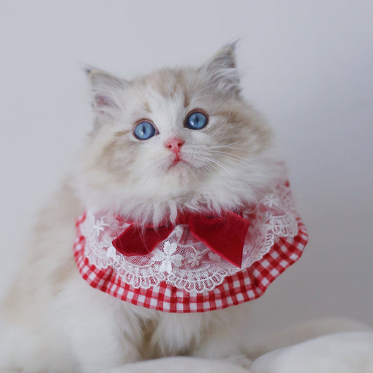 Joya Fotográfica Personalizadas Mascotas - Collar y Pulsera - Image 7