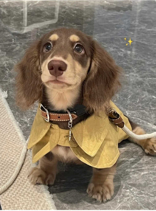 Abrigo Estilo Británico para Perros Pequeños - Cortavientos Elegante - Image 7