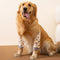 Protector de Codos y Rodillas para Perros - Soporte Ortopédico con Manga Elástica