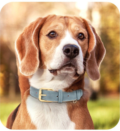 Collar Doble Capa de Cuero para Perros - Diseño Versátil y Resistente - Image 2