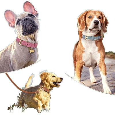 Collar Doble Capa de Cuero para Perros - Diseño Versátil y Resistente - Image 10