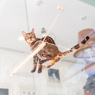 Cama Colgante Transparente para Gatos con Ventosas