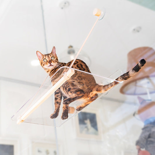 Cama Colgante Transparente para Gatos con Ventosas
