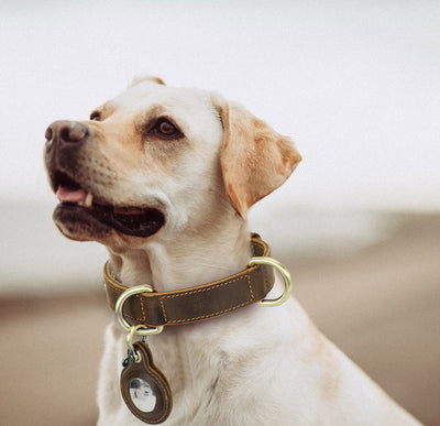 Collar Doble Cara de Cuero Genuino para Perro - Arnés Ajustable Antimotín - Image 8
