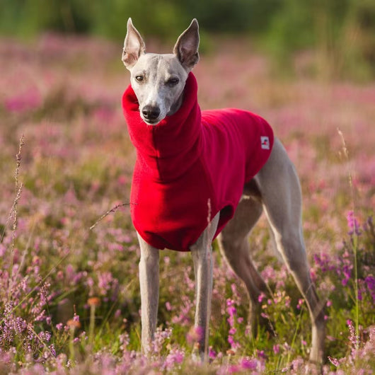 Abrigo Polar de Cuello Alto para Perros Pequeños - Greyhound Italiano y Whippet - Image 12