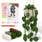 Hope Peperomia Basket Series Summary