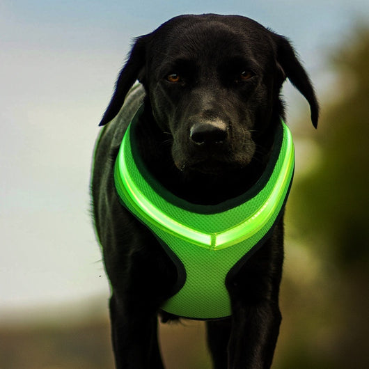 Arnés LED Recargable para Perros con Reflectante de Seguridad - Image 3
