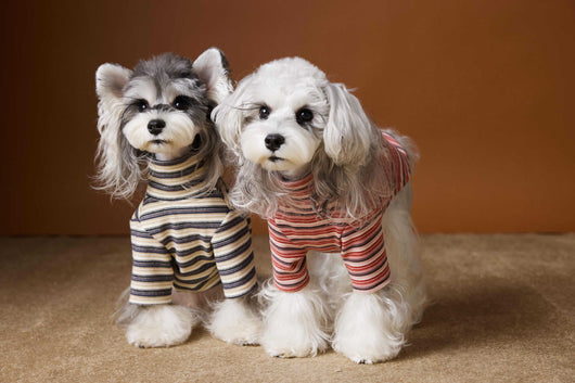 Camiseta Interior Ajustada para Perros Maltés y Schnauzer - Tejido Hipoalergénico - Image 11