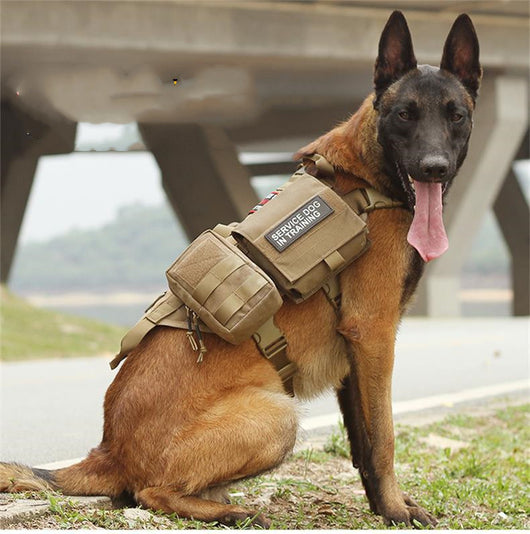 Arnés Táctico Militar para Perros con Sistema Molle Ajustable - Image 14
