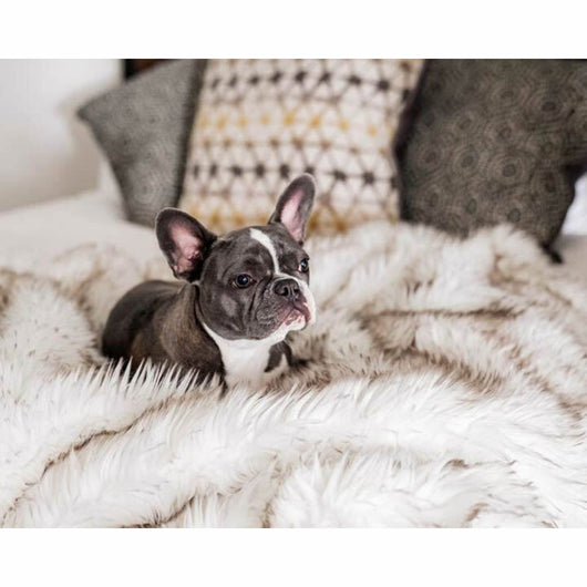 Cama para Perro Impermeable y Lavable - Sofá Cómodo Blanco con Detalles Café - Image 7