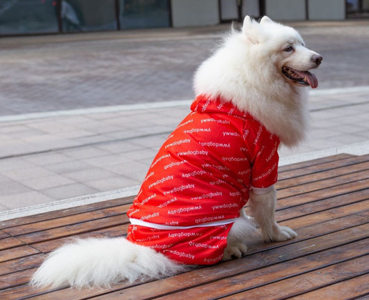 Ropa para Perros Grandes - Colección Año Completo Talla Mediana-Grande - Image 21