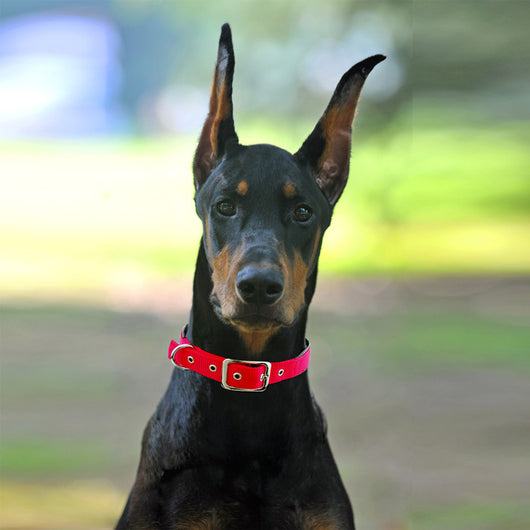 Collares para Perros Medianos y Grandes - Image 10