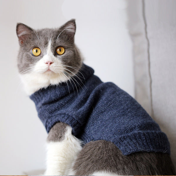 Suéter Gato Azul Británico para Otoño e Invierno