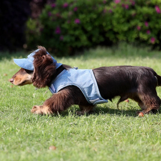 Sombrero Vaquero con Protección Solar para Mascotas