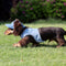 Sombrero Vaquero con Protección Solar para Mascotas