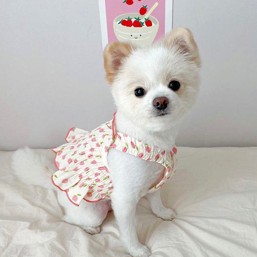 Falda Teddy Cachorro para Perro - Ropa Fresca de Verano - Image 12