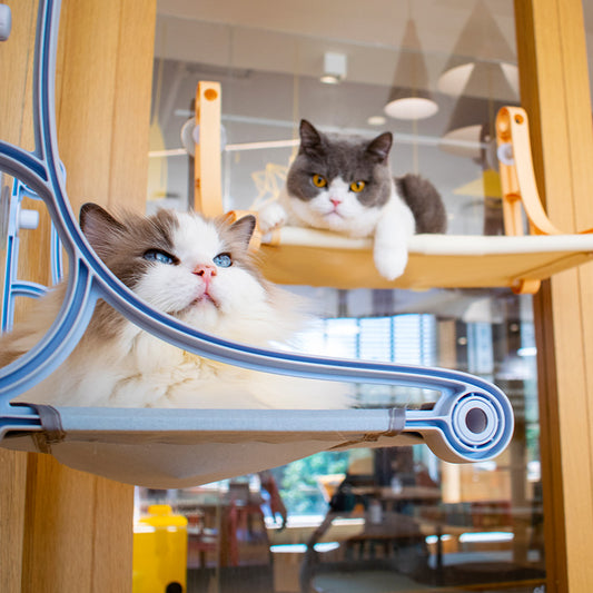 Hamaca para Gatos con Ventosa - Nido Colgante para Ventana - Image 2