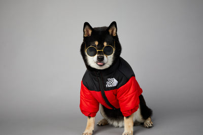 Abrigo Impermeable y Cortavientos para Perros - Ropa de Invierno Acolchada - Image 38