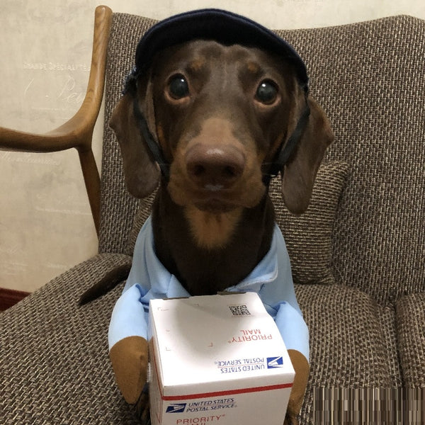 Disfraz para Perros Pequeños Dog Express - Ropa Halloween Festiva