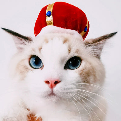 Gorro Rizado Divertido para Mascotas - Disfraz Cómico para Gatos y Perros - Image 11