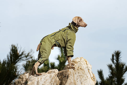 Abrigo Impermeable para Perros Grandes con Cuello Alto y Protección Térmica - Image 14