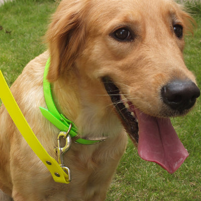Collares Resistentes al Polvo para Perros