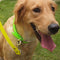 Collares Resistentes al Polvo para Perros