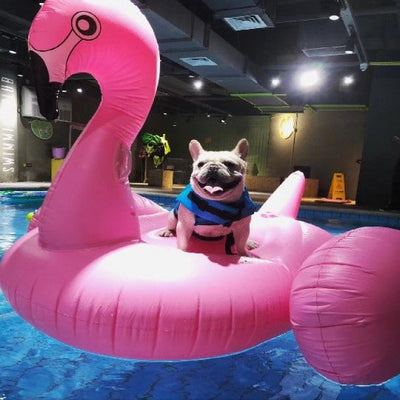 Chaleco Salvavidas para Perros - Traje de Baño Protector para Mascotas - Image 12