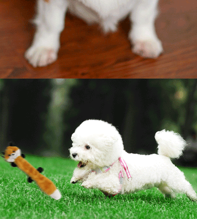Juguetes para Perros sin Relleno - Zorro, Mapache y Ardilla con Sonajero - Image 10
