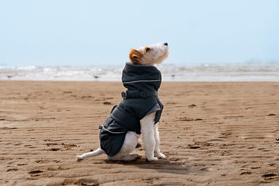 Abrigo Impermeable para Perros - Protección Contra Viento y Frío - Image 18