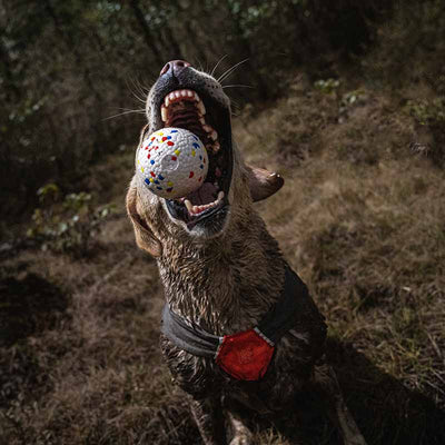 Pelota Masticable Resistente para Perros - Juguete ETPU Duradero - Image 3