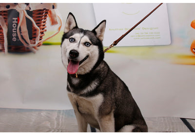 Collar de Cuero Genuino para Perros Medianos y Grandes - Golden Husky - Image 16