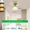 Green 5 W Tri-Color Light