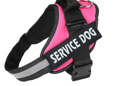 Pegatina Personalizada con Nombre para Mascota - Image 11