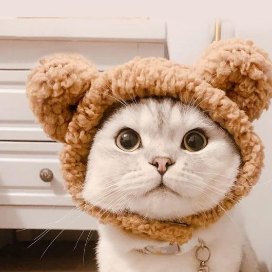 Gorro Disfraz de Osito Cálido para Gatos y Mascotas Pequeñas - Image 8