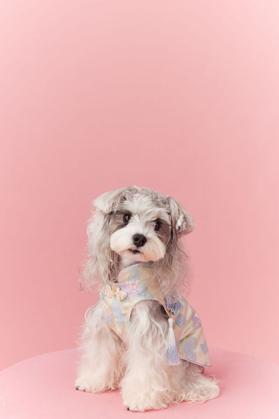 Chaleco Cheongsam Estilo Neo-Chino para Mascotas Pequeños - Schnauzer y Bichón - Image 27