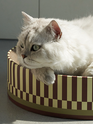 Rascador de Diseño para Gatos - Resistente y sin Pérdida de Migas - Image 11