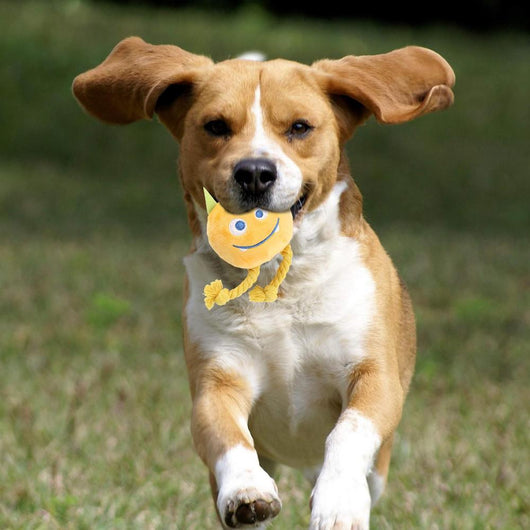 Juguetes Chirriantes para Perros con Diseño de Nudo Fuerte - Juguetes de Dentición Masticables - Image 15