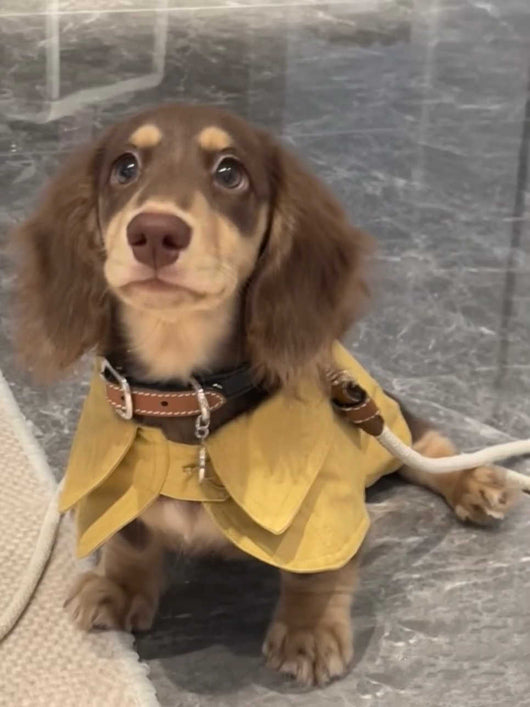 Abrigo Estilo Británico para Perros Pequeños - Cortavientos Elegante - Image 9