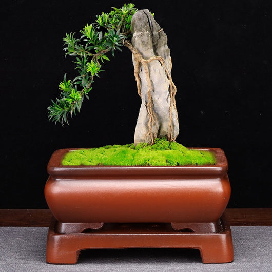 Maceta de Arena Púrpura Rectangular con Base para Bonsái, Orquídeas y Plantas de Interior - Image 10