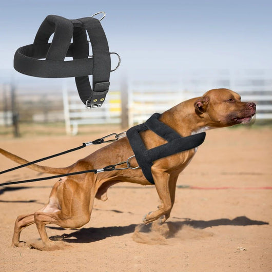 Arnés de Tracción para Perros con Acolchado Suave - Razas Grandes - Image 7