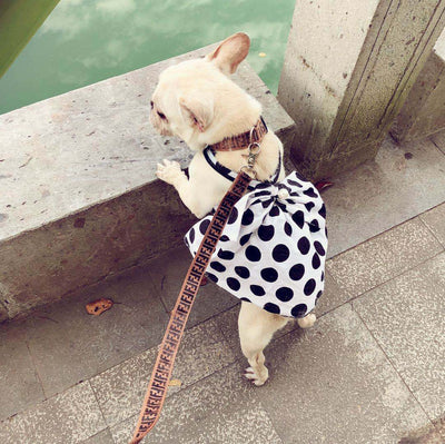 Falda Tutú Negra para Perros Adultos Mayores - Diseño Adorable - Image 9
