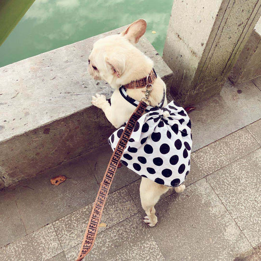 Falda Tutú Negra para Perros Adultos Mayores - Diseño Adorable - Image 9