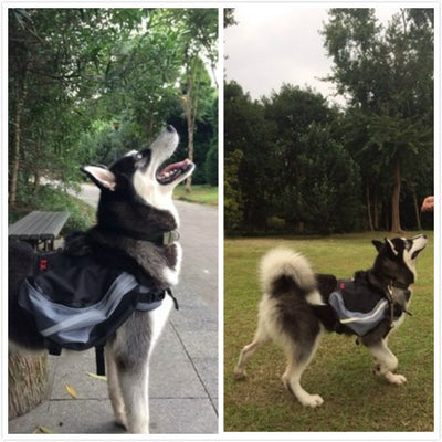 Mochila para Perros - Lleva a tu Mascota con Comodidad - Image 11