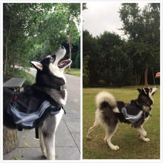 Mochila para Perros - Lleva a tu Mascota con Comodidad - Image 11
