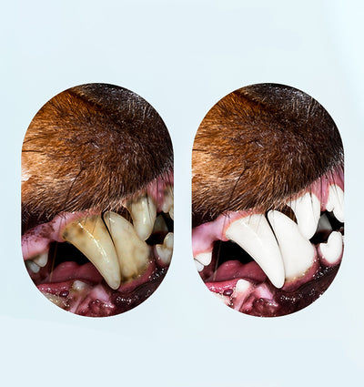 Juguete Masticable Pulpo con Sonido para Limpiar Dientes de Perros Pequeños - Image 7
